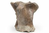 Fossil Dinosaur (Triceratops) Vertebra Pedicle - Montana #219117-1